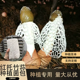 菌菇种苗;羊肚菌;盆栽