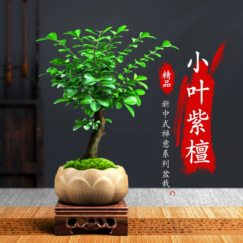 Мелколистовое Красное сандаловое дерево бонсай Горшечное растение комнатный цветок Four Seasons хорошо кормить гостиную балкон офис настольное зеленое растение