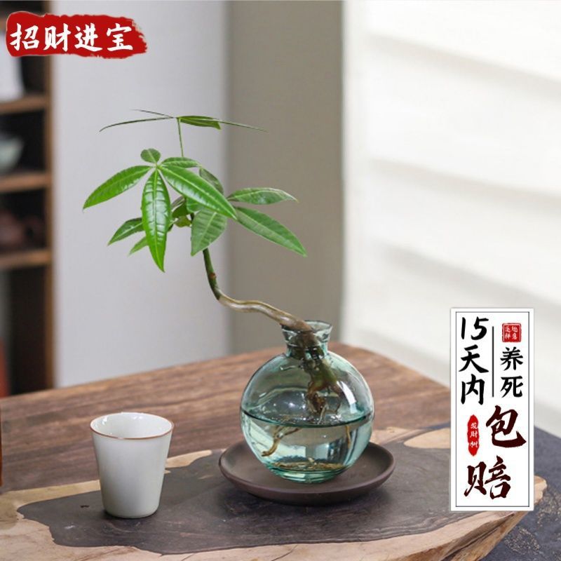 A: 단극 머니트리 [병 없음 - 묘목만 있음]