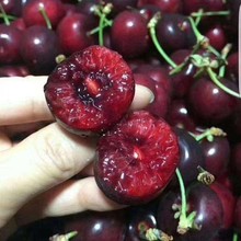 散装车厘子大樱桃种子山樱桃盆栽庭院地栽南北方种植樱桃树苗种籽