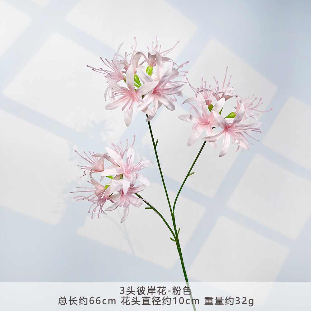 HXX-3头彼岸花-粉色