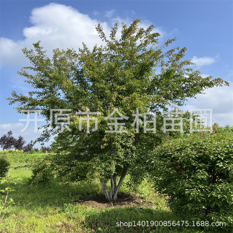 苗圃熟货丛生茶条槭大树辽宁三角枫造型树东北茶条槭造型丛生树苗