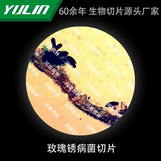 玫瑰锈病菌切片生物显微镜标本动物植物细胞载玻片观察实验高校