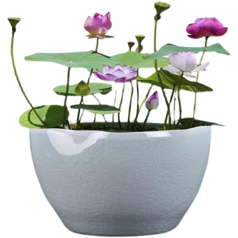 哥窑无孔陶瓷水培器皿水养植物睡莲碗莲荷花盆金鱼缸特大号家用D&|undefined