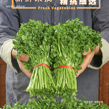 2025新鲜西洋菜当季现摘水芹菜小叶水芹轻食简餐水芹农家自种蔬菜