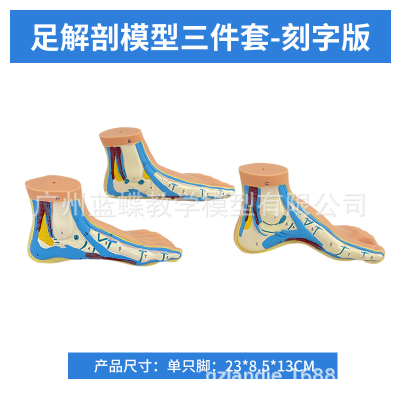 ��ѧ�����������ƽ�㹭����߹��� �㹭�㲿����������ʽ�ģ��