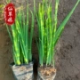 植物基地大量常绿鸢尾