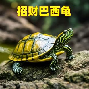 �S����ؔ��������H����������w�����^�p���B�L�۴�С���lС����