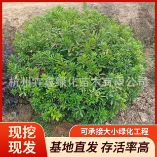 Wholesale of Large Quantities of P120 Azalea Balls, Purple Azalea Balls, and Anku Azalea Balls for Municipal Gardens