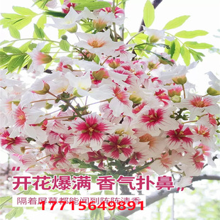 文冠树苗状元花大树文官花树文冠红花树苗成活高适应性文冠果树苗-阿里巴巴