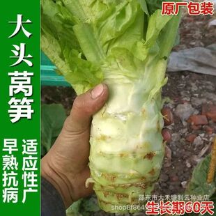 �߮a���^�n�S�N�ӿ��ߜ��n���Ѱ�Ƥ�G���n�S�����ﶬ�ļ��߲˷N��