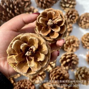 ��Ȼ�ɹ��}�Q�bɻ�diy�����Ĕz�����׃��@�����b���Ȼ����