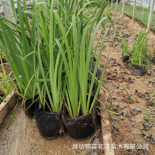 Qingzhou Base Wholesale Yellow Calamus Yellow Iris Landscaping Aquatic Plants