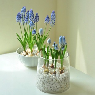 Imported Grape Hyacinth Seed Bulbs Hydroponic Soil Culture Package Indoor Cold-Resistant and Easy-To-Live Winter Perennial Potted Florals