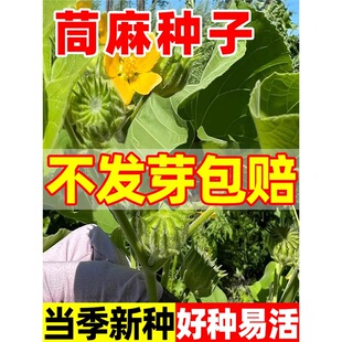 ����N��������N��Ұ�f�龀�鶬���N��С�f�������K�ö����N����