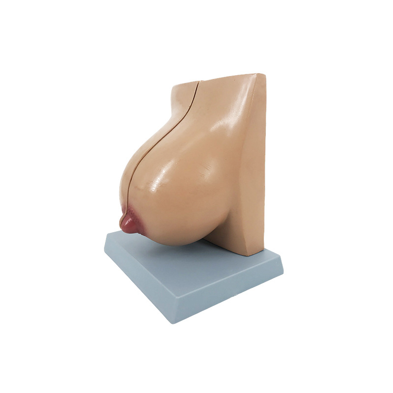 U076B breastfeeding female breast dissection model
