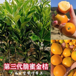 Guangxi Rongan Crisp Honey Kumquat Saplings Third Generation Seedless Kumquat Grafted Seedlings Four Seasons Fruit Ground Potted Seeds