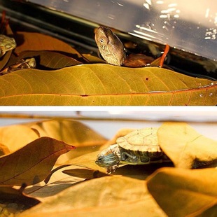 Lanrenye Longyan leaf turtle-raising rotten skin turtle landscape aquarium longan tree leaves adjust water quality without boiling