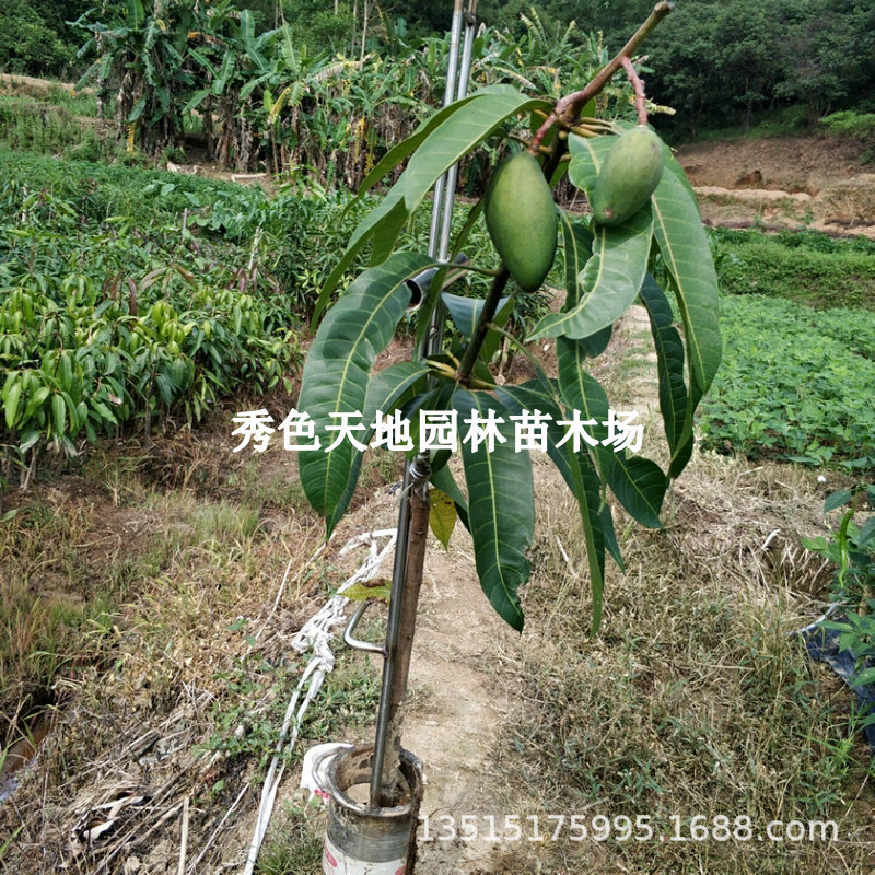 芒果苗树果苗大金煌芒果树果树青芒果嫁接苗盆栽南方种植芒果树苖