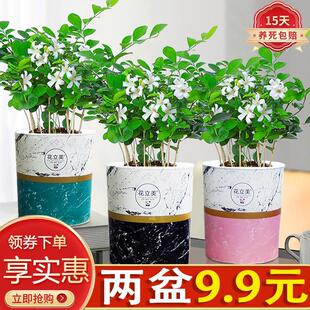 Potted Green Plant with Fragrant Flowers, Easy to Care For, Suitable for Indoor Balconies, Fragrant and Beautiful, Mosquito-Repelling Thyme