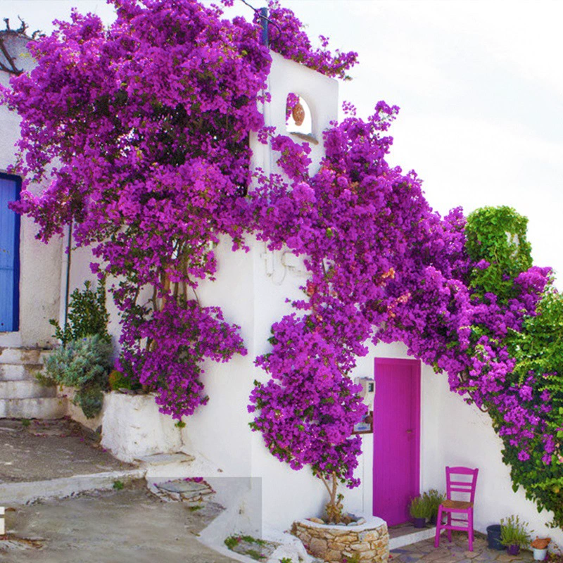 [Купить один волос и два] Вьющиеся растения Bougainvillea с цветами в горшке Двойной лоскут Старый ворс Открытый двор Цветение в четыре сезона