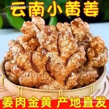 云南小黄姜5斤老姜新鲜现挖高山沙姜土姜代发包邮厂家直销