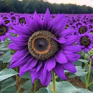 Sunflower Seeds Sunflower Seeds Balcony Potted Spring Sowing