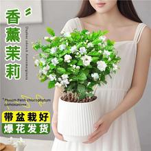 茉莉花盆栽花卉植物浓香型喜阳花提神开花栀子花阳台庭院好养易活
