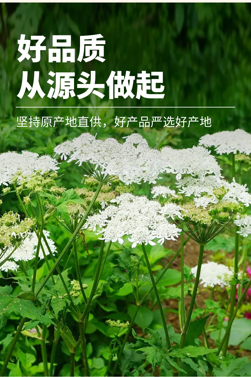 Bai Zhi (Angelica dahurica) Dried Root — Culinary Spice for Braised Meat, Hot Pot & Soup key features