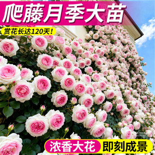 �����¼������ļ��Nޱ�_��õ�廨���玧���ٱ�����tľ��o������