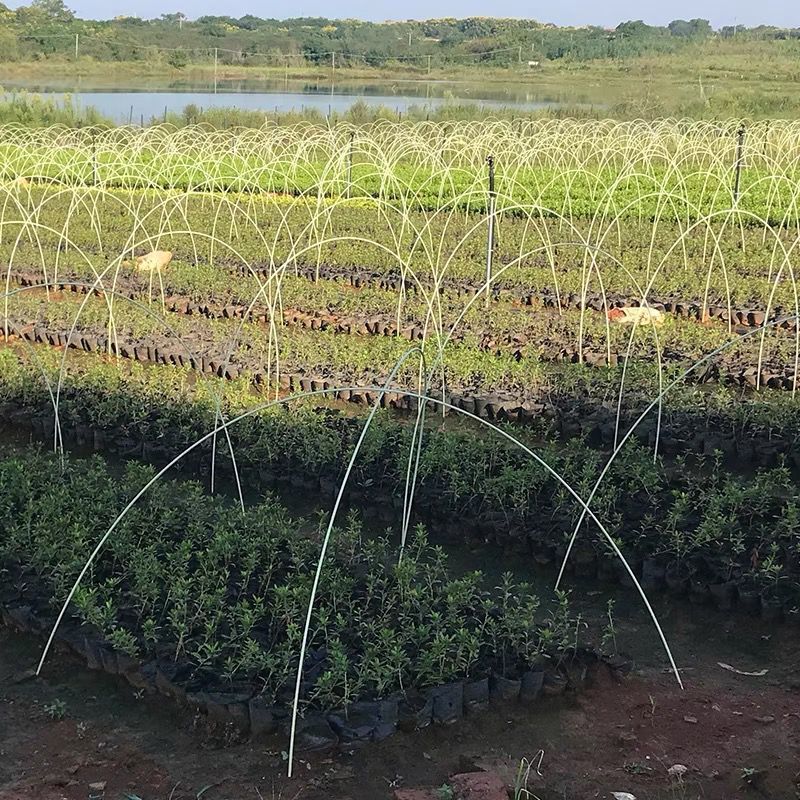 种植支架小拱棚菜棚花棚保温育苗棚防晒网二棚玻璃纤维弹力棒厂家