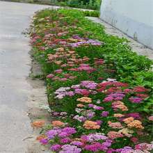 �Nһ��ÿ�궼�_���N�Ӵ�ȫ����ǧ�~��ݻ����޸��ͺ��҃����׷N��