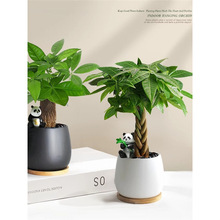 发财树小盆栽2025新款办公室绿植桌面招财摆件懒人好养活植物四季