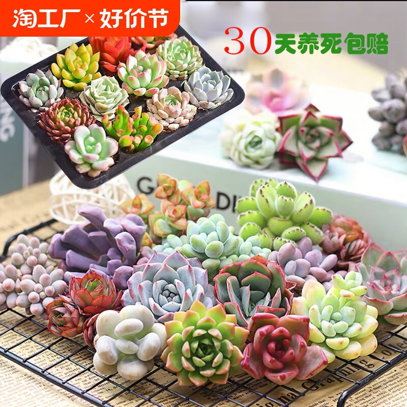 Succulent Plant Combination Potted Easy-Care Succulent Set Flower Small Potted Lazy Plant Old Stump Master Direct Delivery