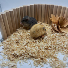 ��ůľм �}����؈���ӽ�z��ȥζ�������ľм С��ľмһ�����l