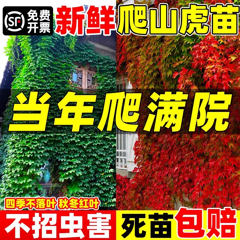 爬山虎树苗爬藤四季常青不落叶庭院藤蔓植物三叶五叶红色爬墙苗木