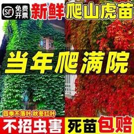 爬山虎树苗爬藤四季常青不落叶庭院藤蔓植物三叶五叶红色爬墙苗木