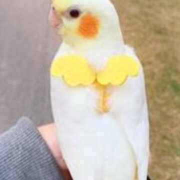新型の越境ペットのオウムの飛行紐は超軽量です。|undefined