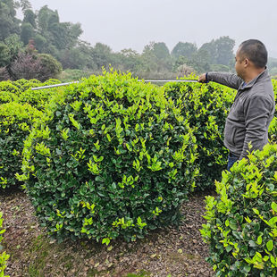 ��80-150�ڷ��G���������ɭŮؑ����Mɫ���������l��Gֲ