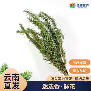 �Ե����r�����l�滨ˮ�B�廨���͔[�P���沼�þGֲ�c�Yʳ������