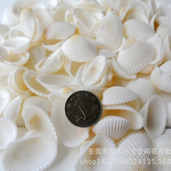 Moss micro -landscape succulent natural shell decoration shell craftsmanship marine decoration decorative decoration 3