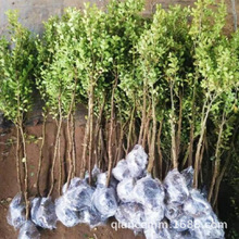 USSeͥԺļL辰زС~S