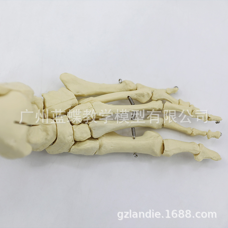 ���������֫�Ǵ��Źؽ� �Źؽ� ϥ�ؽڳ߹���ǹ���ģ��