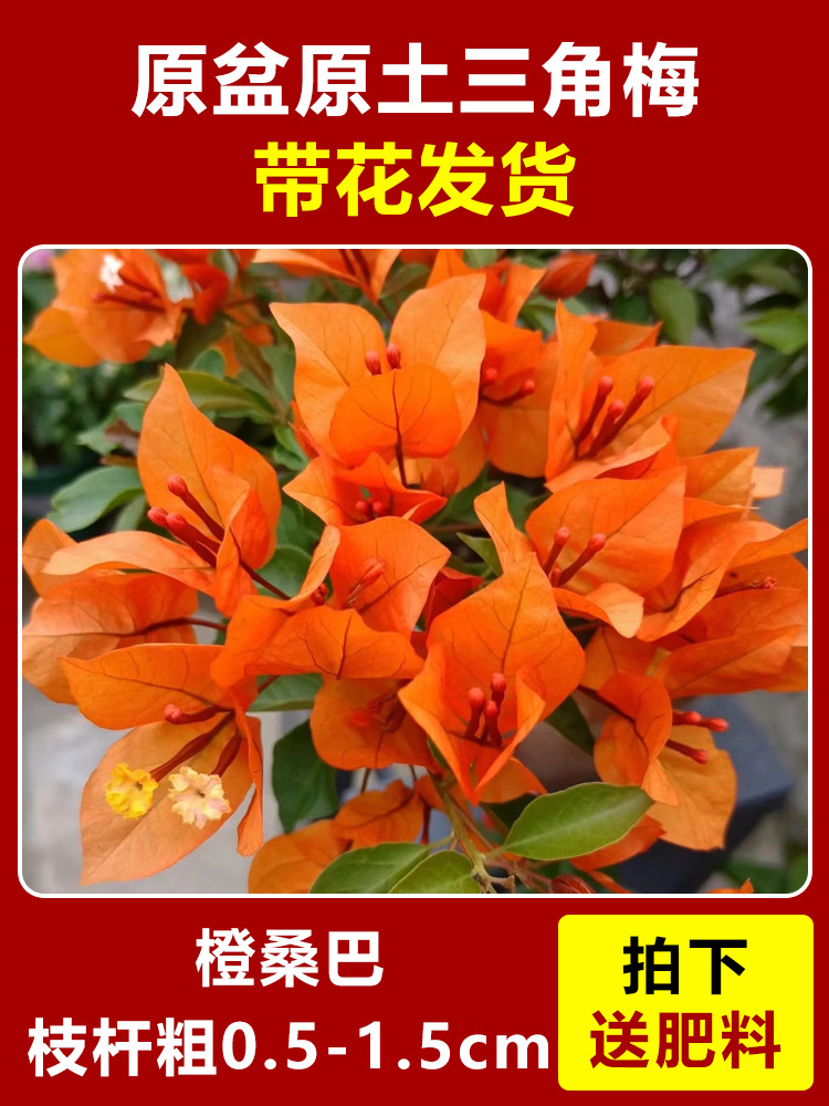 오렌지 삼바 모종 약 45~50cm [사계절 꽃이 핀다] (꽃이 담긴 원래 화분에 담겨 배송)