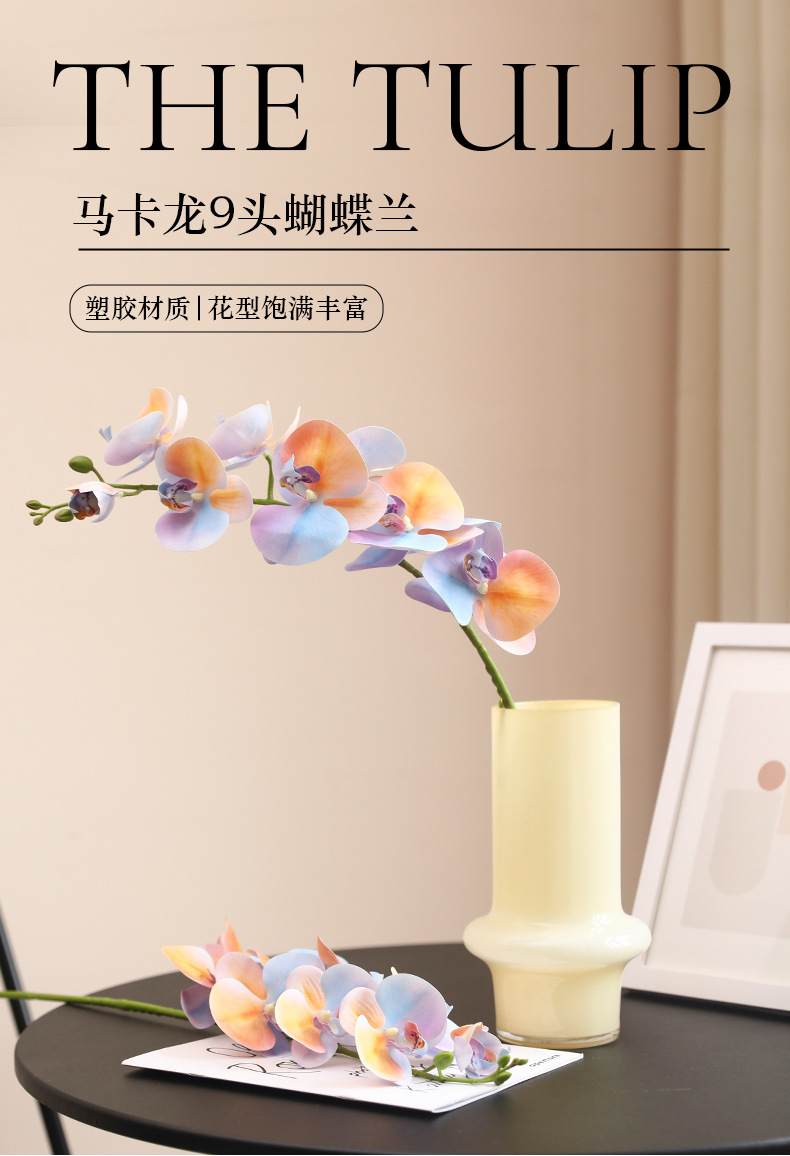 马卡龙9头蝴蝶兰_01.jpg