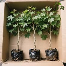 原生小叶鸡爪槭树苗枫树庭院风景大树园林绿化盆栽老桩观赏苗木