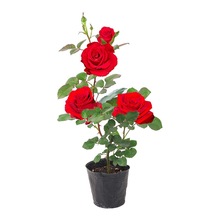 ¼ļ_õС̨ԻͥԺپGֲٱNޱ