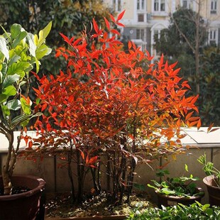 Dropshipping Nandina Bamboo Sapling Pot Nandina Bamboo Planting Garden Plant Red Nandina Bamboo Sapling Flame Nandina Bonsai
