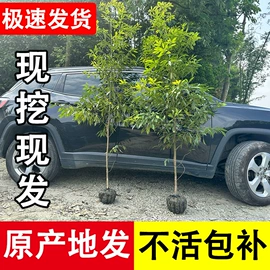 种子;草种子;盆栽