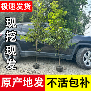 10 Rare Golden Nanmu Saplings, Chengdu's Precious Small-Leaf Zhennan Potted Seedlings, Large Saplings Planted with Soil